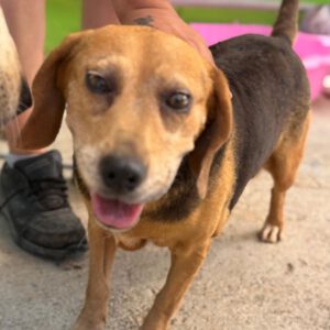 Beagle Kina, 08/2017, ca. 38 cm