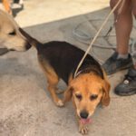 Beagle Kina, 08/2017, ca. 38 cm