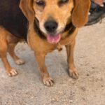 Beagle Kina, 08/2017, ca. 38 cm