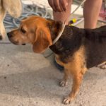 Beagle Kina, 08/2017, ca. 38 cm