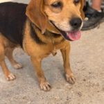 Beagle Kina, 08/2017, ca. 38 cm