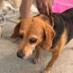 Beagle Kina, 08/2017, ca. 38 cm