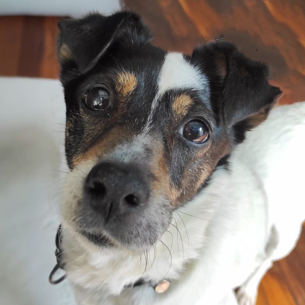 Bodeguero (Mischling?) Kira, 08/2019, ca. 40- 45 cm, 22605 Hamburg
