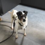Bodeguero (Mischling?) Kira, 08/2019, ca. 40- 45 cm, 22605 Hamburg