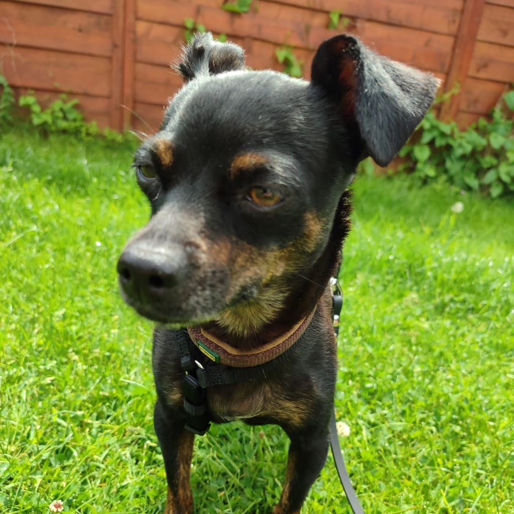 Chihuahua Kira, 12/2018, ca. 28 cm, 24250 Warnau