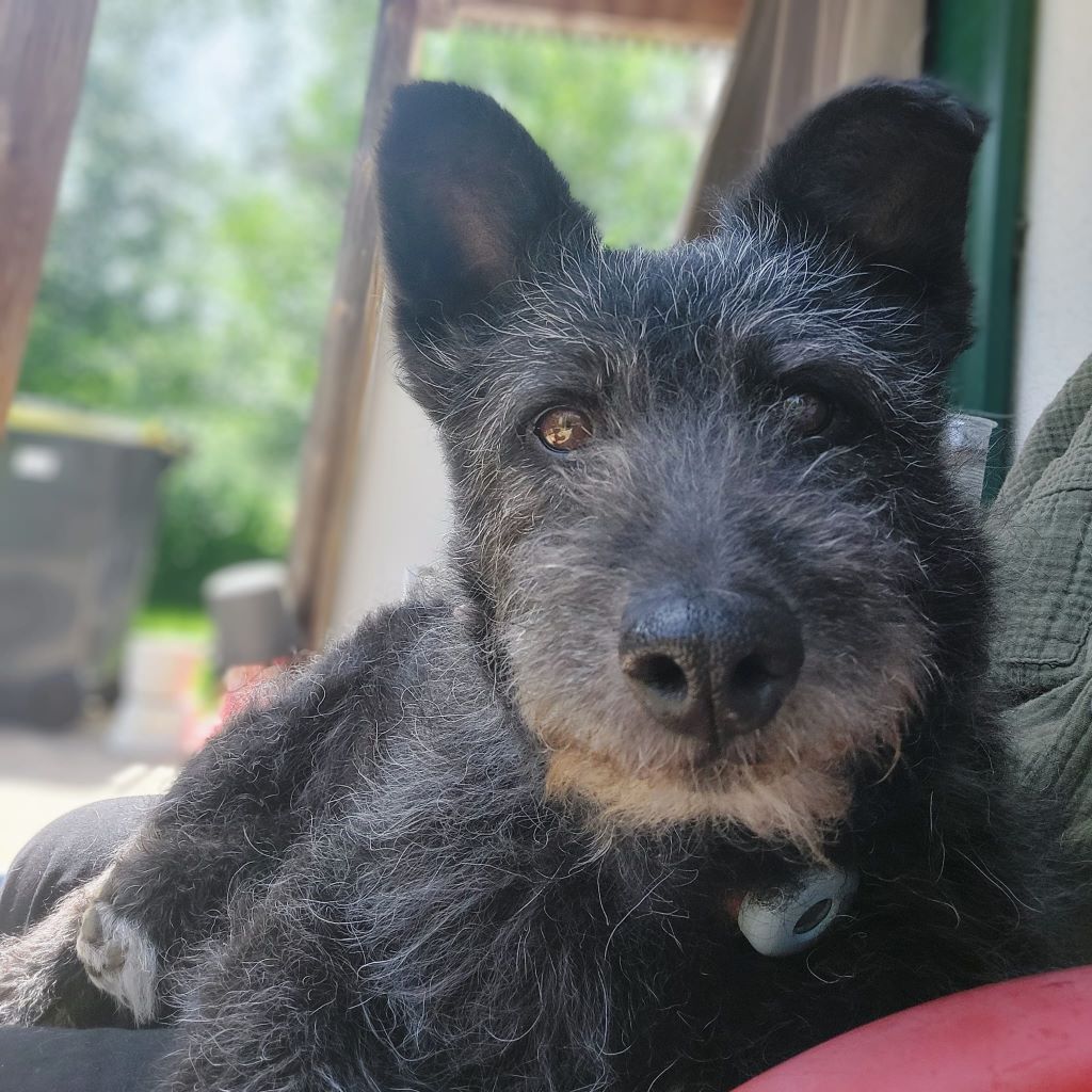 Terrier Mischling Kudlatek, 01/2018, ca. 37 cm, 86459 Gessertshausen