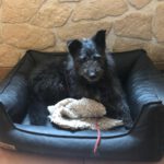Terrier Mischling Kudlatek, 01/2018, ca. 37 cm, 86459 Gessertshausen