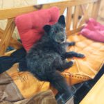 Terrier Mischling Kudlatek, 01/2018, ca. 37 cm, 86459 Gessertshausen