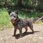 Terrier Mischling Kudlatek, 01/2018, ca. 37 cm, 86459 Gessertshausen