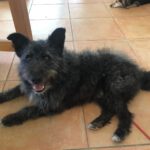 Terrier Mischling Kudlatek, 01/2018, ca. 37 cm, 86459 Gessertshausen