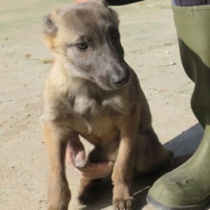 Malinois Lilo, 02/2025, Endgröße ca. 40 cm