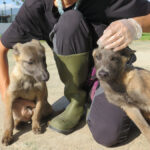 Malinois Lilo, 02/2025, Endgröße ca. 40 cm