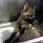 Malinois Lilo, 02/2025, Endgröße ca. 40 cm