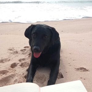 Labrador Linda, 06/2015, ca. 55 cm