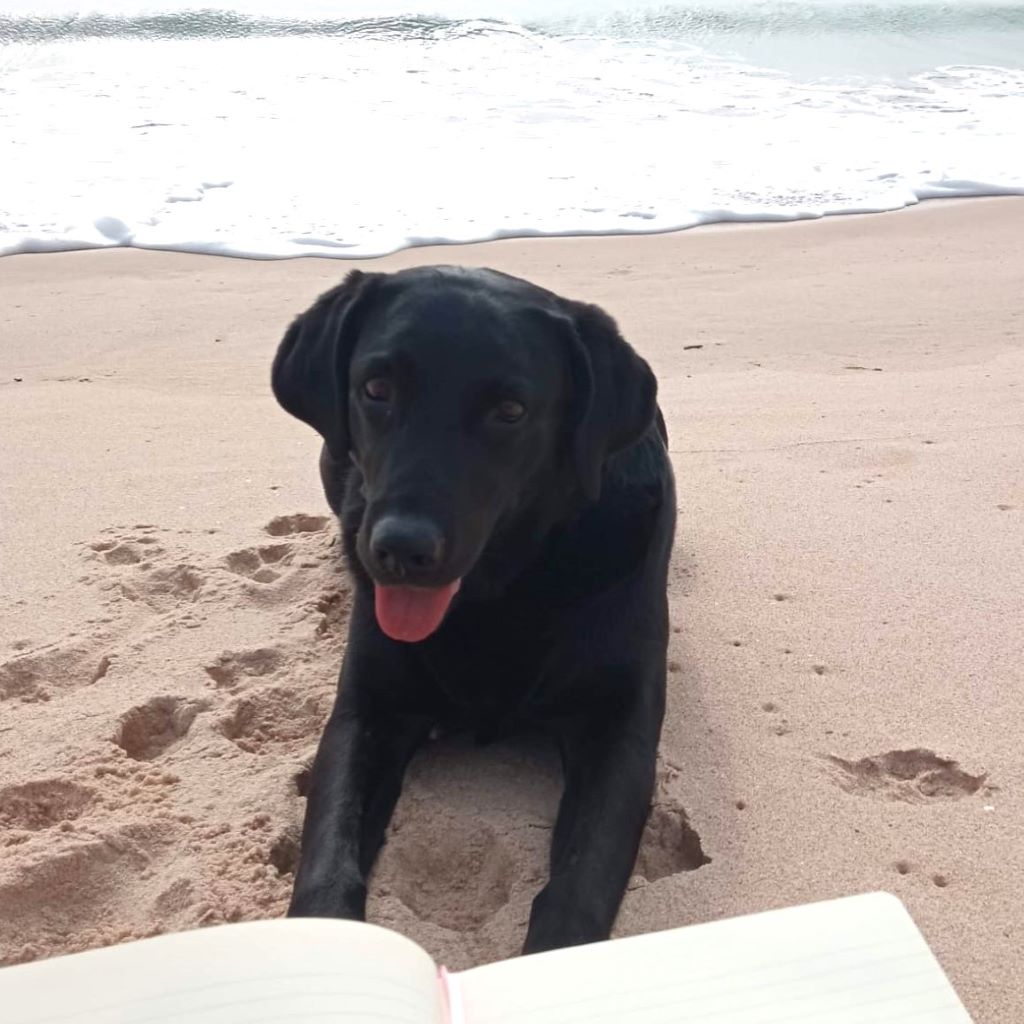Labrador Linda, 06/2015, ca. 55 cm