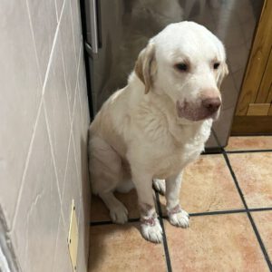 Labrador Retriever Mischling Loky, 07/2018, ca. 60 cm
