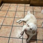 Labrador Retriever Mischling Loky, 07/2018, ca. 60 cm