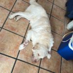 Labrador Retriever Mischling Loky, 07/2018, ca. 60 cm