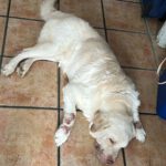 Labrador Retriever Mischling Loky, 07/2018, ca. 60 cm
