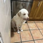 Labrador Retriever Mischling Loky, 07/2018, ca. 60 cm