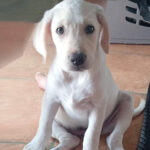 Labrador Lola, 02/2025, Endgröße ca. 55 cm