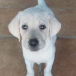 Labrador Lola, 02/2025, Endgröße ca. 55 cm