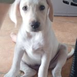 Labrador Lola, 02/2025, Endgröße ca. 55 cm