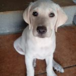 Labrador Lola, 02/2025, Endgröße ca. 55 cm