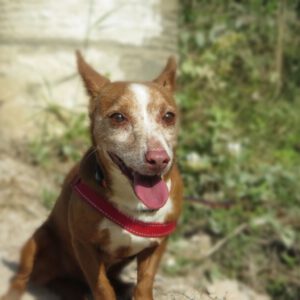 Podenco Lolo,02/2016, ca. 38 cm