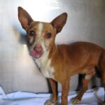 Podenco Lolo,02/2016, ca. 38 cm