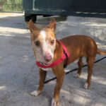 Podenco Lolo,02/2016, ca. 38 cm