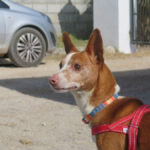 Podenco Lolo,02/2016, ca. 38 cm