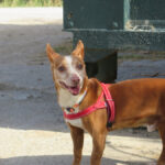Podenco Lolo,02/2016, ca. 38 cm