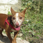 Podenco Lolo,02/2016, ca. 38 cm