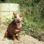 Podenco Lolo,02/2016, ca. 38 cm