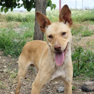 Podenco Luigi, 11/2024, Endgröße ca. 40 cm