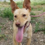 Podenco Luigi, 11/2024, Endgröße ca. 40 cm