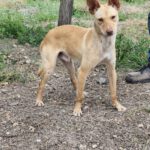 Podenco Luigi, 11/2024, Endgröße ca. 40 cm