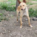 Podenco Luigi, 11/2024, Endgröße ca. 40 cm