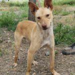 Podenco Luigi, 11/2024, Endgröße ca. 40 cm
