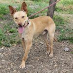 Podenco Luigi, 11/2024, Endgröße ca. 40 cm