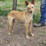 Podenco Luigi, 11/2024, Endgröße ca. 40 cm