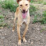 Podenco Luigi, 11/2024, Endgröße ca. 40 cm