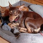 Podenco Orito Luis,07/2021, ca. 45 cm,96365 Nordhalben