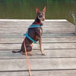Podenco Orito Luis,07/2021, ca. 45 cm,96365 Nordhalben