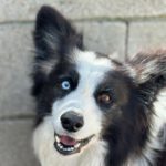 Border Collie Maky,09/2020, ca. 54 cm