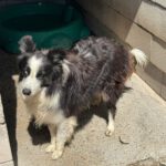 Border Collie Maky,09/2020, ca. 54 cm