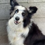 Border Collie Maky,09/2020, ca. 54 cm