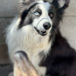 Border Collie Maky,09/2020, ca. 54 cm