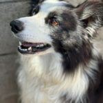 Border Collie Maky,09/2020, ca. 54 cm